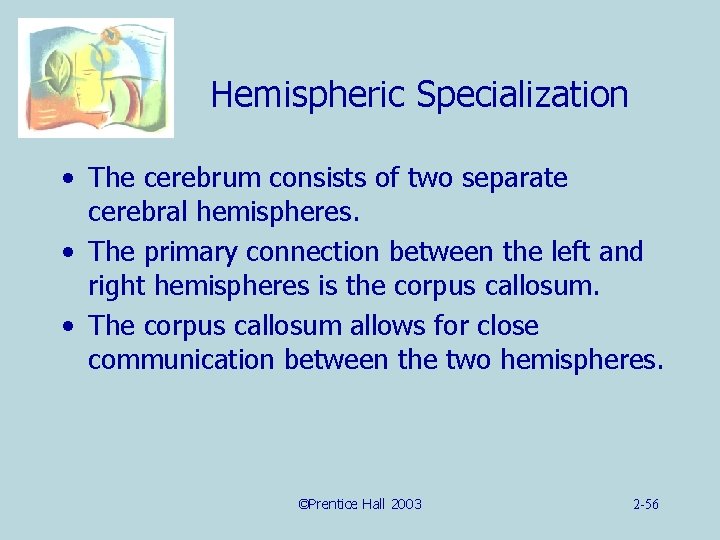 Hemispheric Specialization • The cerebrum consists of two separate cerebral hemispheres. • The primary