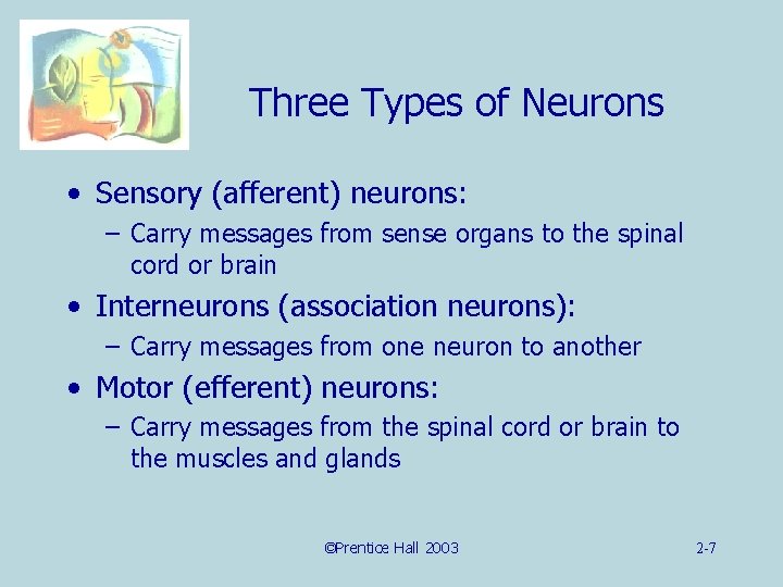 Three Types of Neurons • Sensory (afferent) neurons: – Carry messages from sense organs