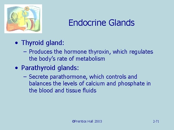 Endocrine Glands • Thyroid gland: – Produces the hormone thyroxin, which regulates the body’s