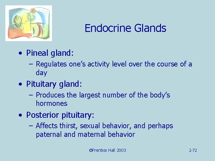 Endocrine Glands • Pineal gland: – Regulates one’s activity level over the course of