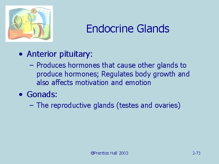 Endocrine Glands • Anterior pituitary: – Produces hormones that cause other glands to produce