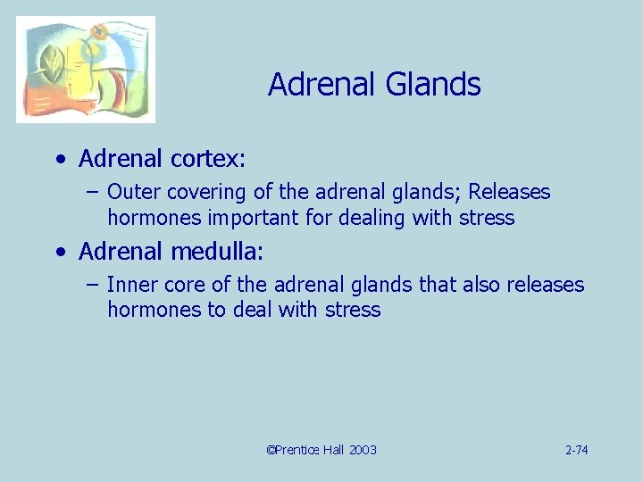 Adrenal Glands • Adrenal cortex: – Outer covering of the adrenal glands; Releases hormones