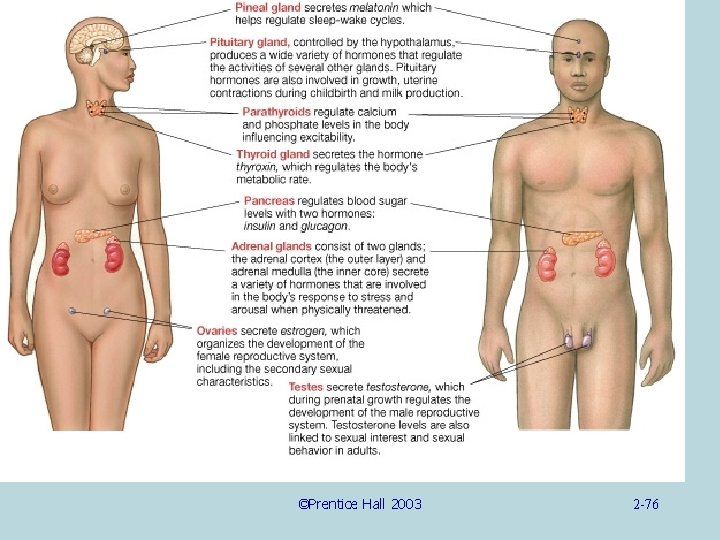 ©Prentice Hall 2003 2 -76 