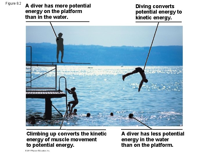 Figure 8. 2 A diver has more potential energy on the platform than in