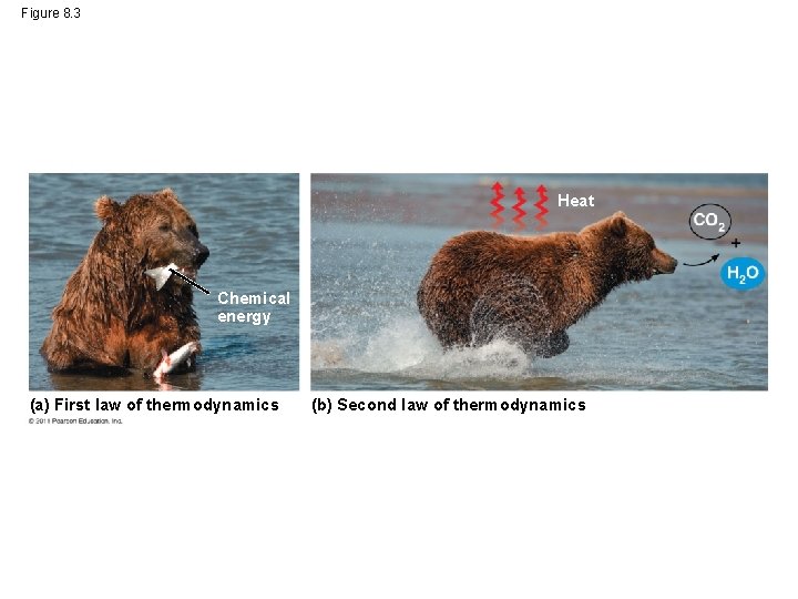 Figure 8. 3 Heat Chemical energy (a) First law of thermodynamics (b) Second law