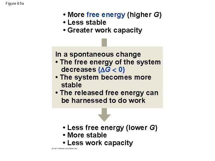 Figure 8. 5 a • More free energy (higher G) • Less stable •