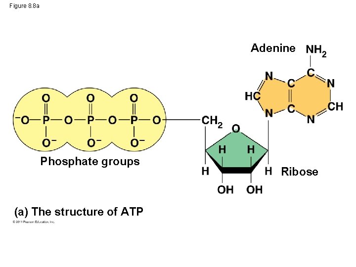 Figure 8. 8 a Adenine Phosphate groups (a) The structure of ATP Ribose 