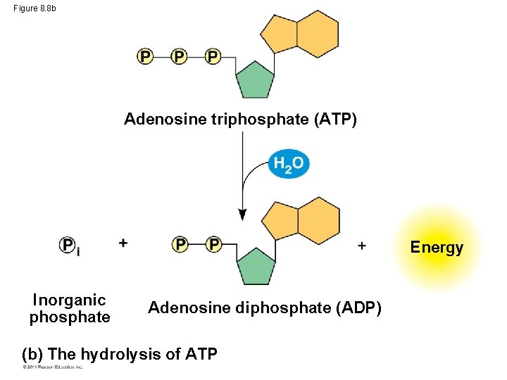 Figure 8. 8 b Adenosine triphosphate (ATP) Energy Inorganic phosphate Adenosine diphosphate (ADP) (b)