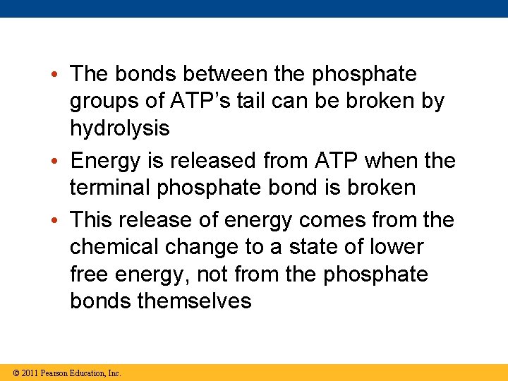  • The bonds between the phosphate groups of ATP’s tail can be broken