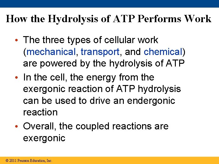 How the Hydrolysis of ATP Performs Work • The three types of cellular work