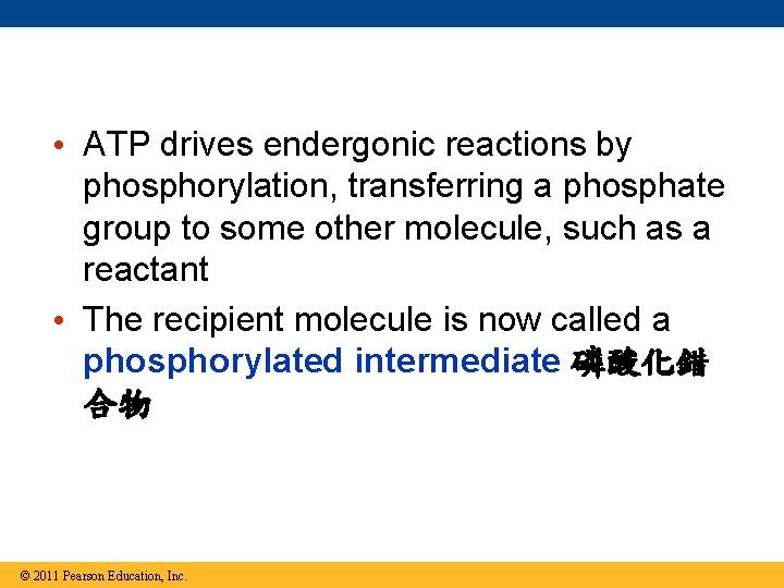  • ATP drives endergonic reactions by phosphorylation, transferring a phosphate group to some