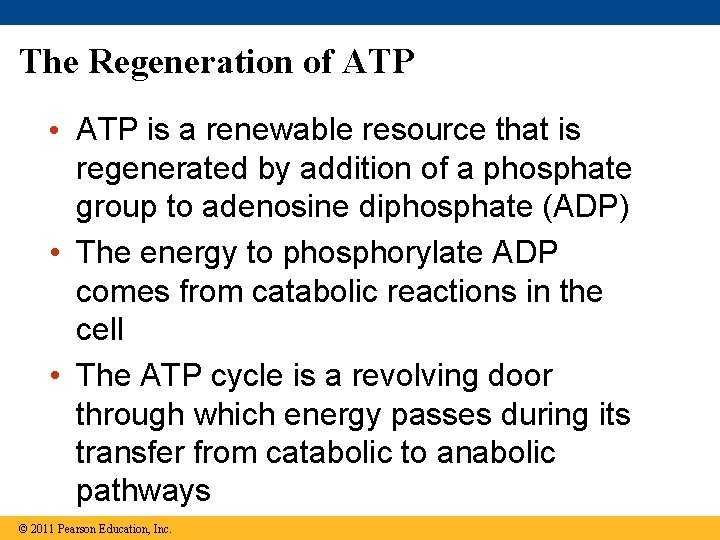 The Regeneration of ATP • ATP is a renewable resource that is regenerated by