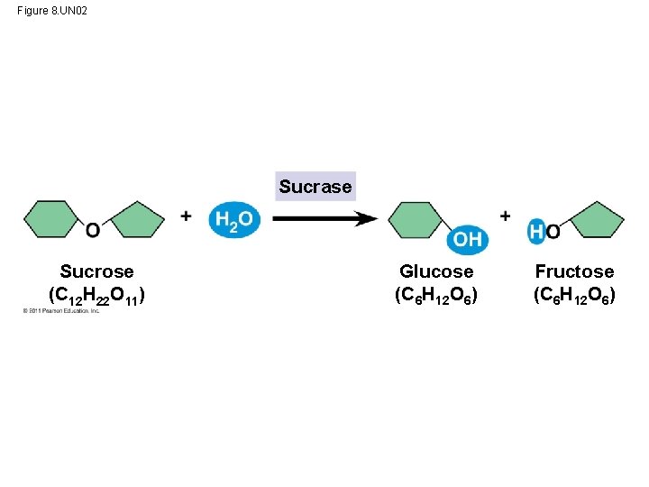 Figure 8. UN 02 Sucrase Sucrose (C 12 H 22 O 11) Glucose (C