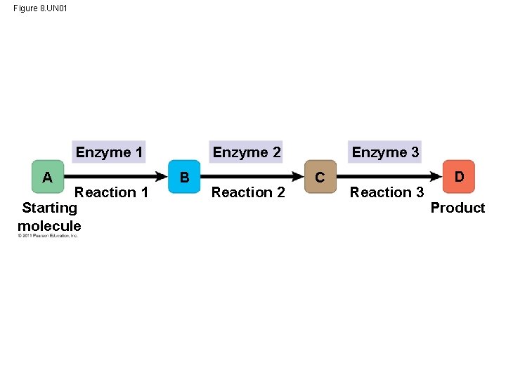Figure 8. UN 01 Enzyme 2 Enzyme 1 A Reaction 1 Starting molecule B