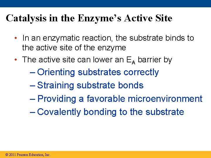 Catalysis in the Enzyme’s Active Site • In an enzymatic reaction, the substrate binds