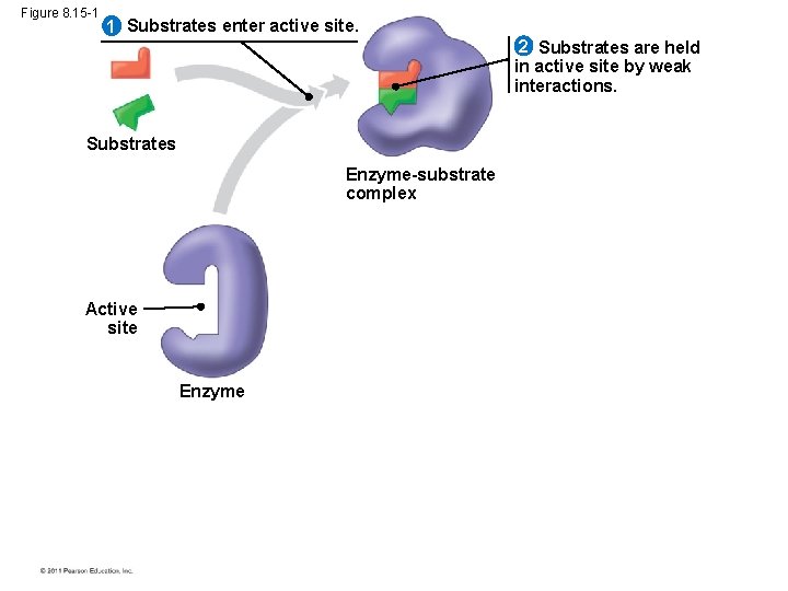 Figure 8. 15 -1 1 Substrates enter active site. 2 Substrates are held in