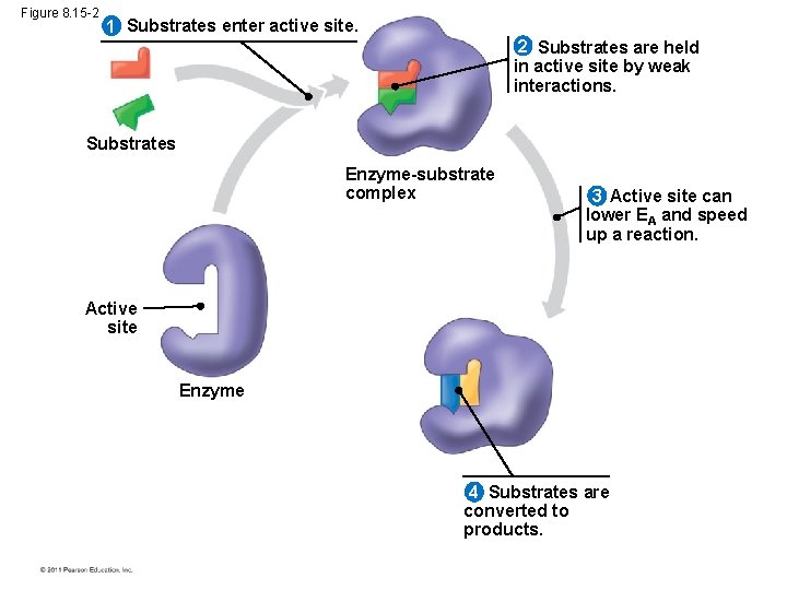 Figure 8. 15 -2 1 Substrates enter active site. 2 Substrates are held in