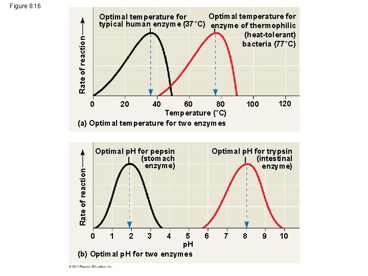 Figure 8. 16 Rate of reaction Optimal temperature for typical human enzyme (37°C) enzyme