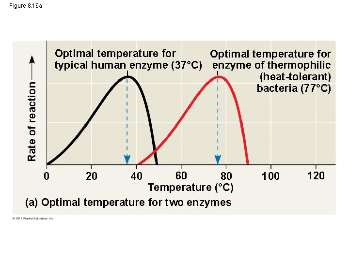 Figure 8. 16 a Rate of reaction Optimal temperature for typical human enzyme (37°C)
