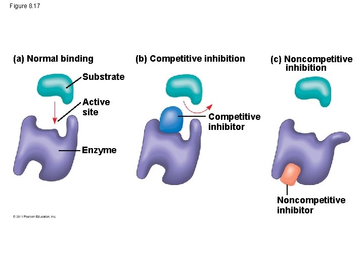 Figure 8. 17 (a) Normal binding (b) Competitive inhibition Substrate Active site (c) Noncompetitive