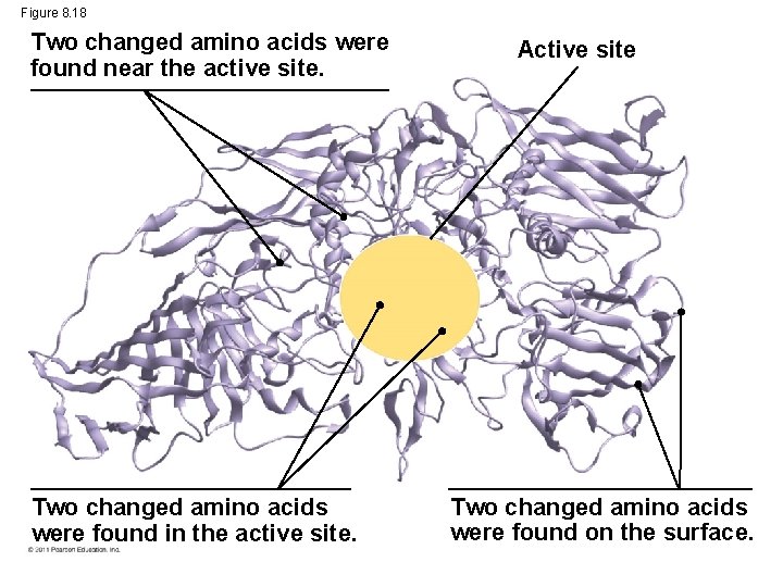 Figure 8. 18 Two changed amino acids were found near the active site. Two