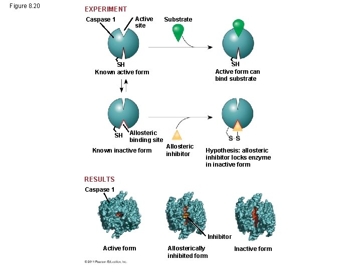 Figure 8. 20 EXPERIMENT Caspase 1 Active site Substrate SH Active form can bind