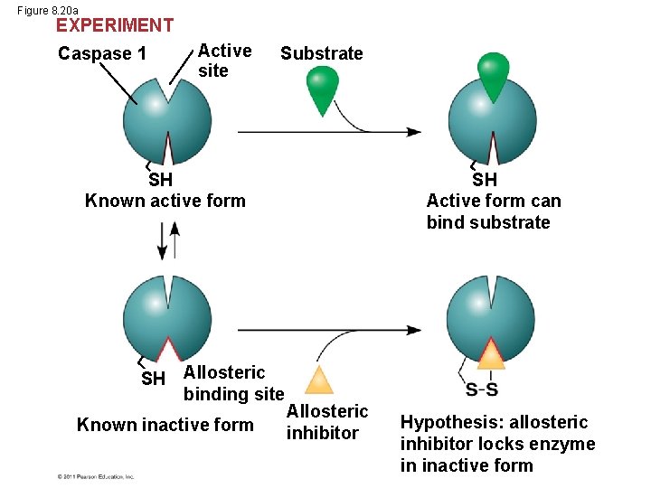 Figure 8. 20 a EXPERIMENT Caspase 1 Active site Substrate SH Known active form