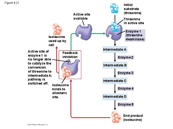 Figure 8. 21 Active site available Isoleucine used up by cell Active site of