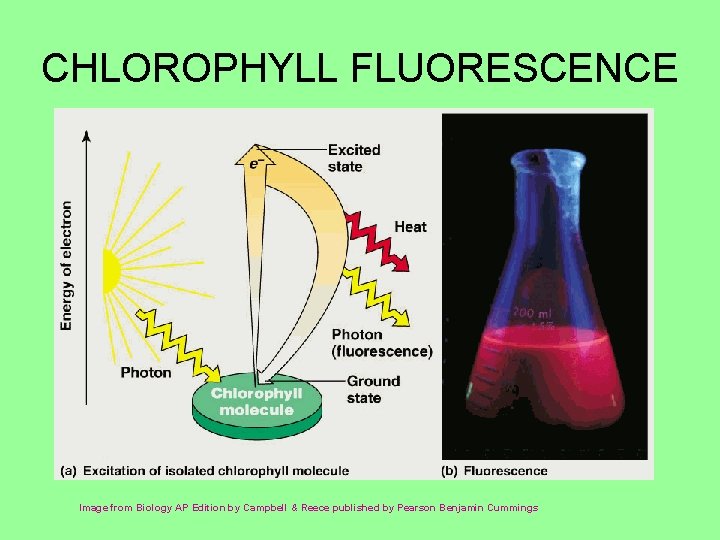 CHLOROPHYLL FLUORESCENCE Image from Biology AP Edition by Campbell & Reece published by Pearson