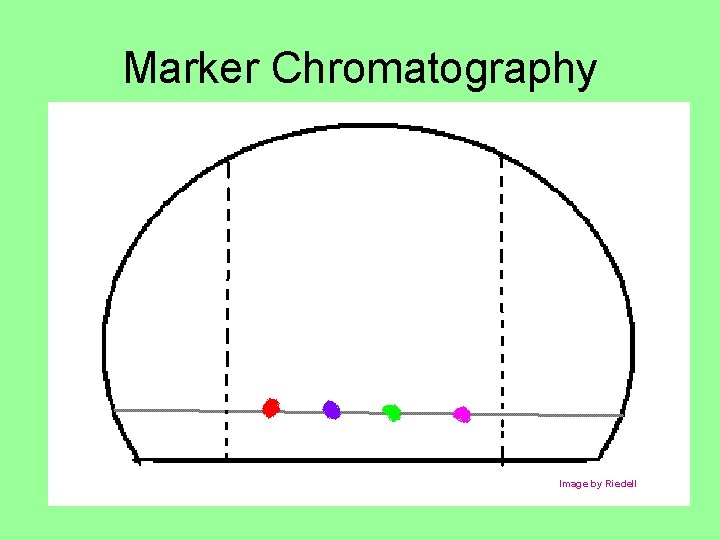 Marker Chromatography Image by Riedell 