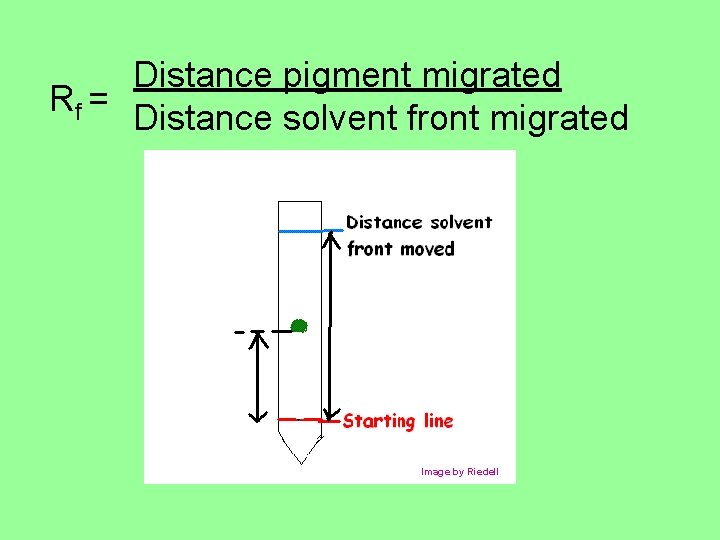 Distance pigment migrated Rf = Distance solvent front migrated Image by Riedell 