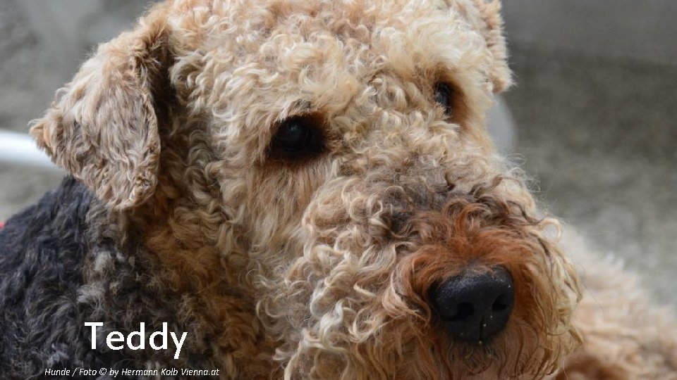 Teddy Hunde / Foto © by Hermann Kolb Vienna. at 