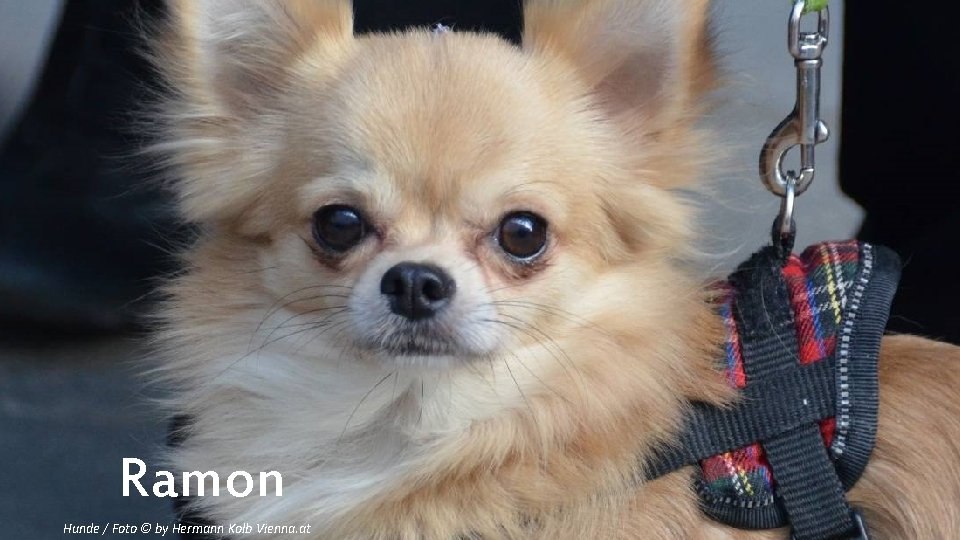 Ramon Hunde / Foto © by Hermann Kolb Vienna. at 