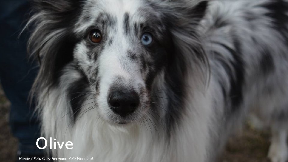 Olive Hunde / Foto © by Hermann Kolb Vienna. at 