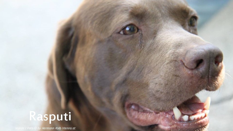 Rasputi Hunde / Foto © by Hermann Kolb Vienna. at 