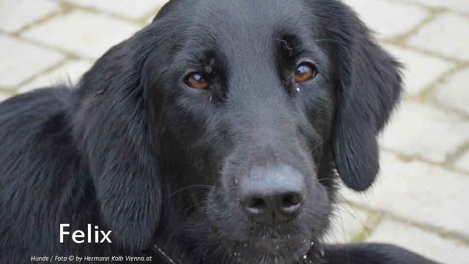 Felix Hunde / Foto © by Hermann Kolb Vienna. at 