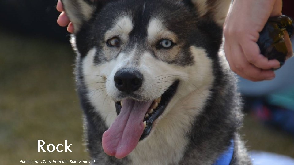 Rock Hunde / Foto © by Hermann Kolb Vienna. at 