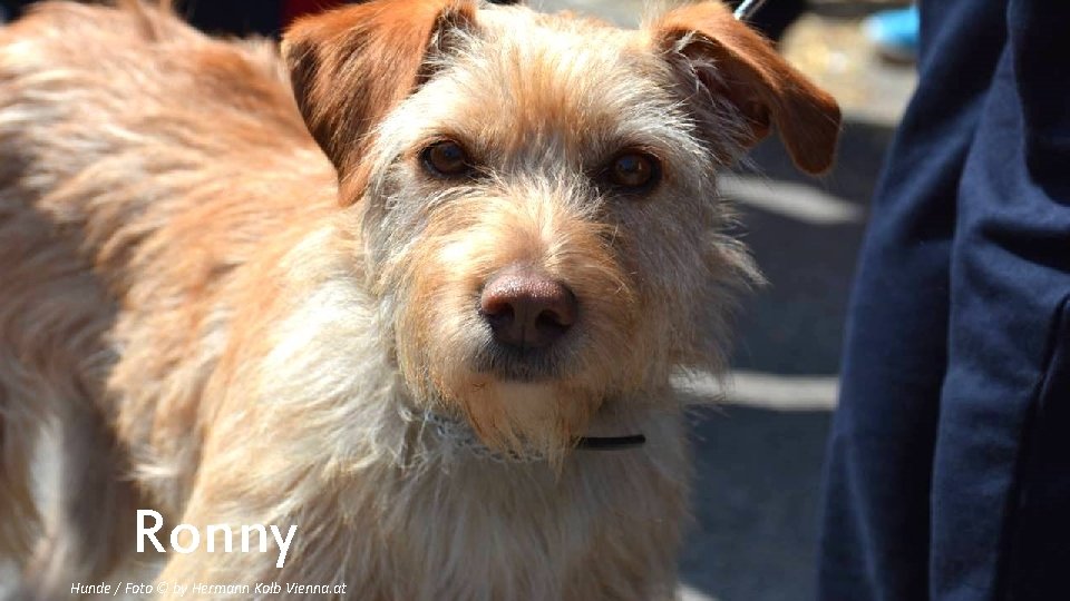 Ronny Hunde / Foto © by Hermann Kolb Vienna. at 