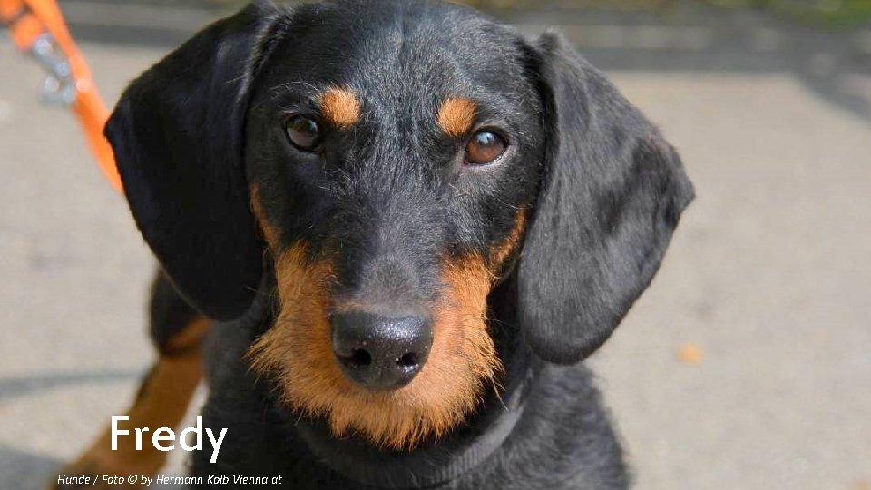 Fredy Hunde / Foto © by Hermann Kolb Vienna. at 