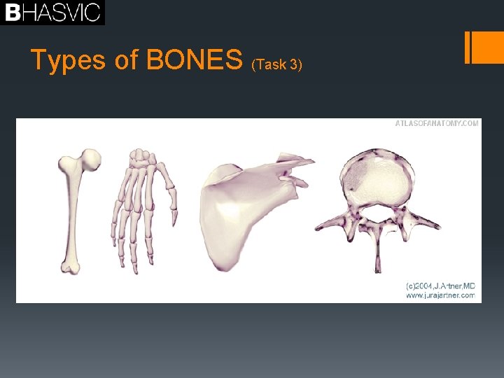 Types of BONES (Task 3) 
