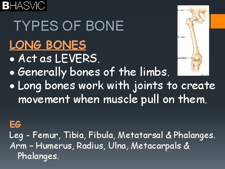 TYPES OF BONE LONG BONES Act as LEVERS. Generally bones of the limbs. Long