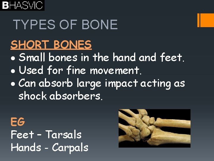 TYPES OF BONE SHORT BONES Small bones in the hand feet. Used for fine