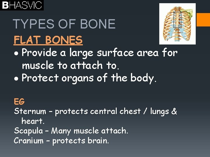 TYPES OF BONE FLAT BONES Provide a large surface area for muscle to attach