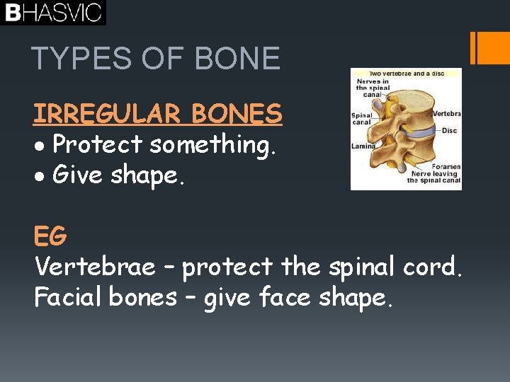 TYPES OF BONE IRREGULAR BONES Protect something. Give shape. EG Vertebrae – protect the