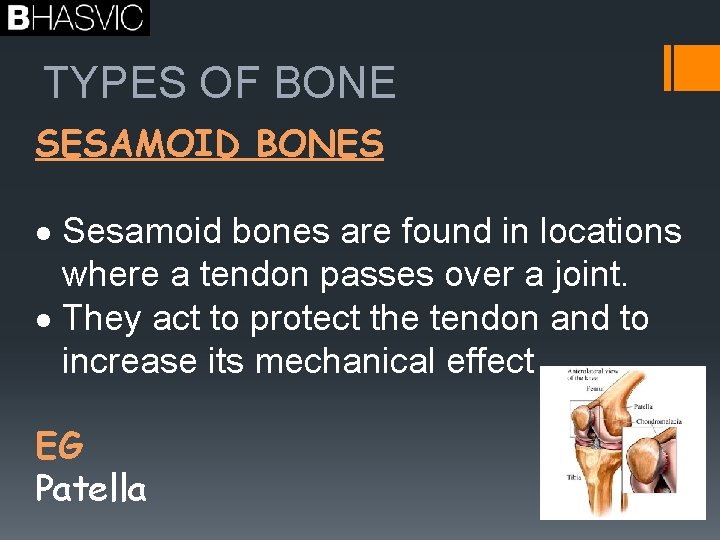 TYPES OF BONE SESAMOID BONES Sesamoid bones are found in locations where a tendon