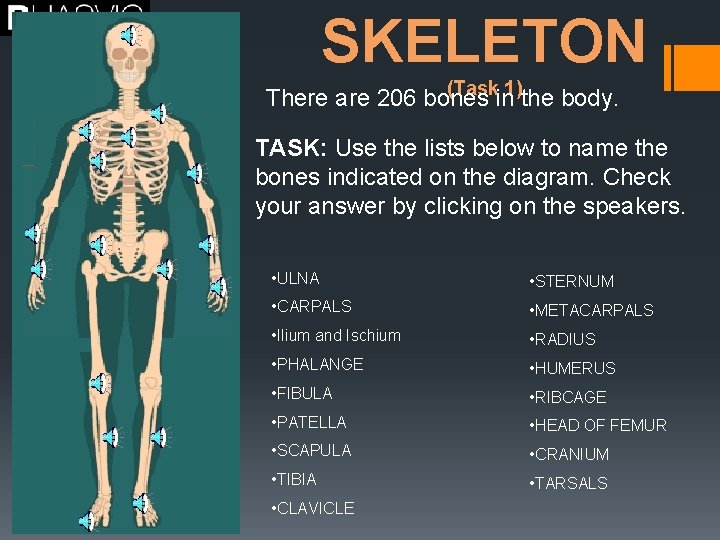 SKELETON (Task 1) There are 206 bones in the body. TASK: Use the lists