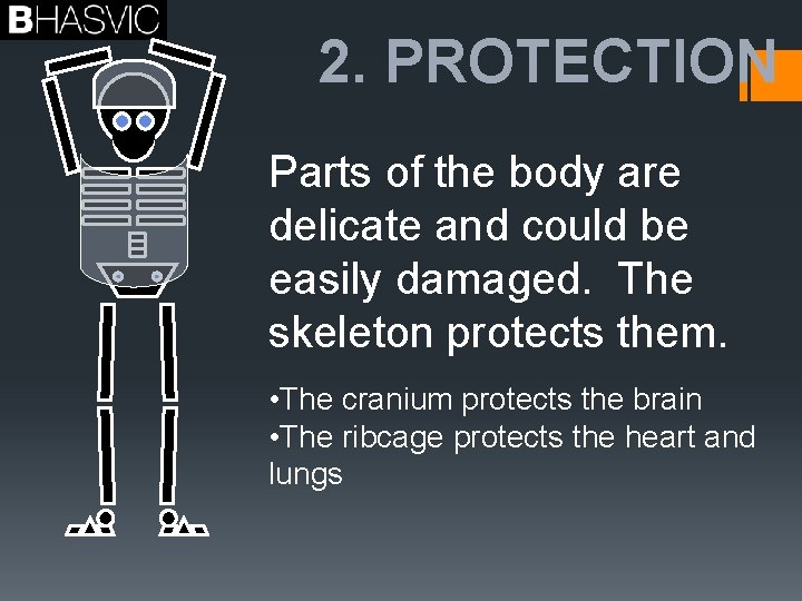 2. PROTECTION Parts of the body are delicate and could be easily damaged. The