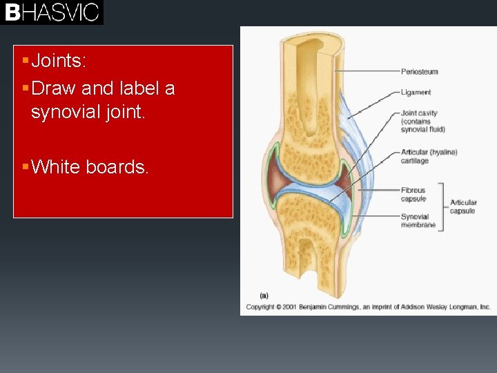 § Joints: § Draw and label a synovial joint. § White boards. 