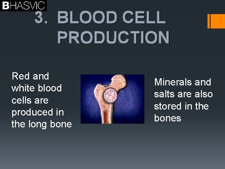 3. BLOOD CELL PRODUCTION Red and white blood cells are produced in the long