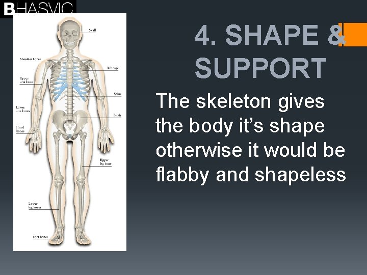 4. SHAPE & SUPPORT The skeleton gives the body it’s shape otherwise it would